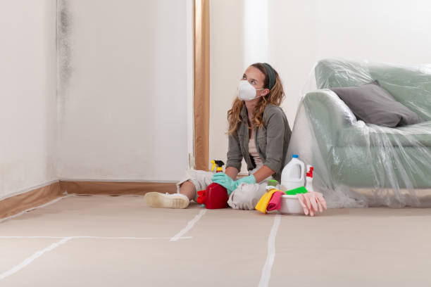 Reliable Mold Remediation contractor in Lakewood, CO by Mold Remediation HQ